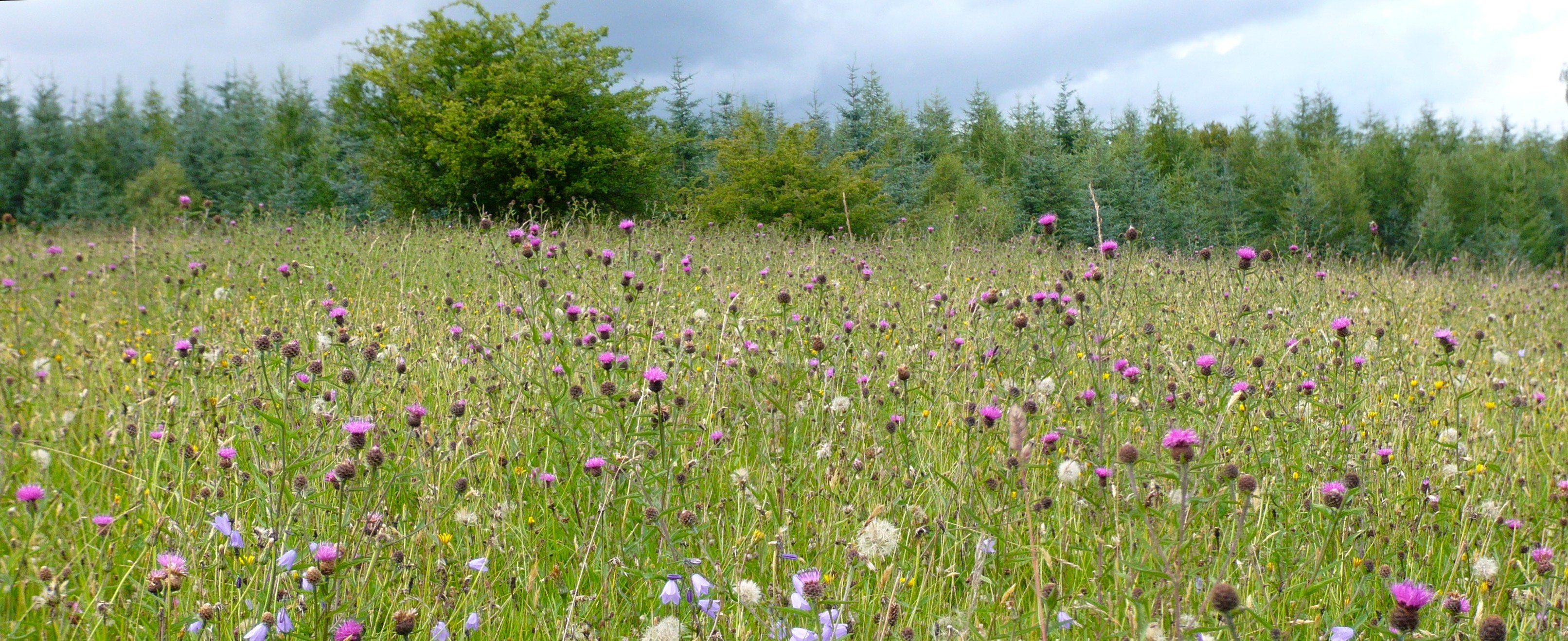 Wildflower field